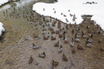 Zelenograd Hosts 183 Swimming Birds
