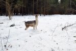 Зеленоград: лани вернулись
