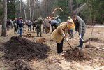 Жителей приглашают посадить деревья на Быковом болоте